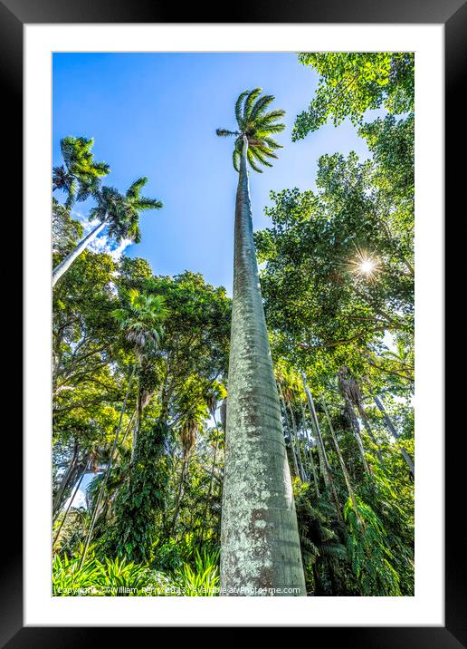 Royal Palm Trees Grove Honolulu Oahu Hawaii Framed Mounted Print by William Perry