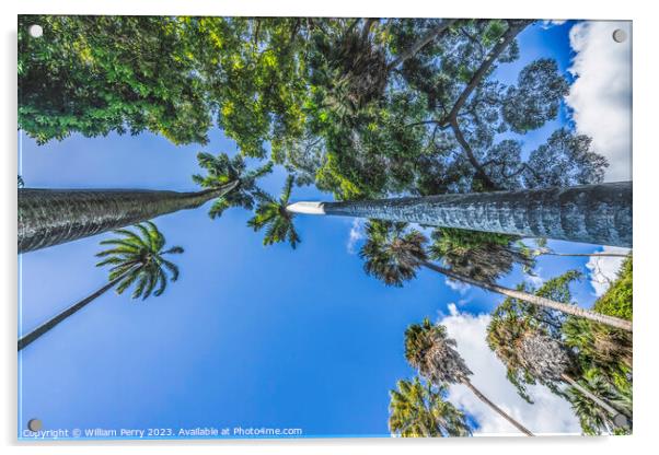 Royal Palm Trees Grove Honolulu Oahu Hawaii Acrylic by William Perry