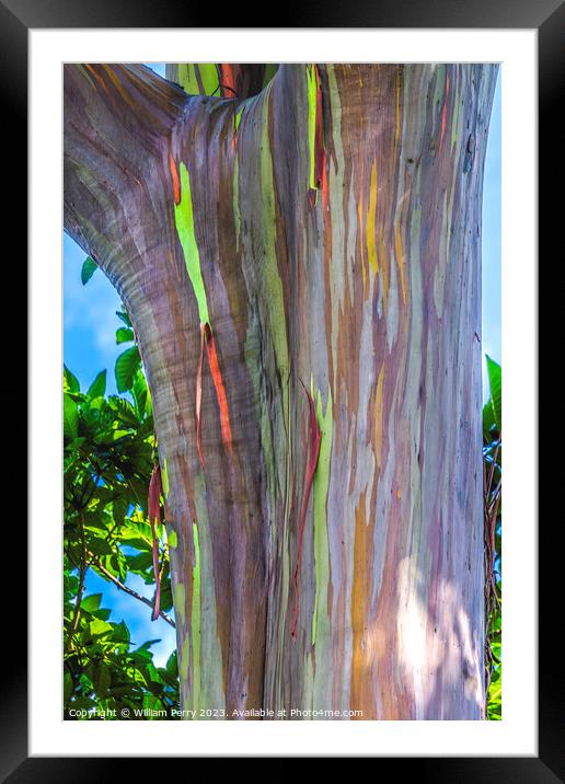 Colorful Rainbow Eucalyptus Gum Tree Honolulu Hawaii Framed Mounted Print by William Perry