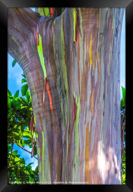 Colorful Rainbow Eucalyptus Gum Tree Honolulu Hawaii Framed Print by William Perry