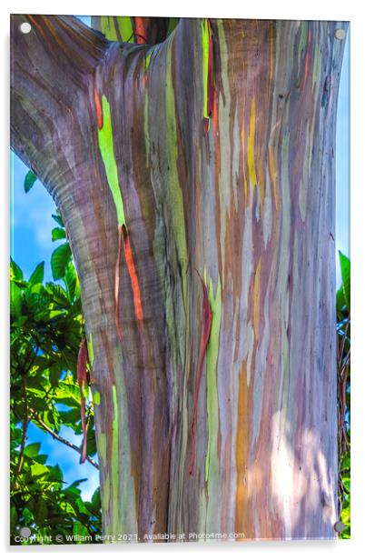 Colorful Rainbow Eucalyptus Gum Tree Honolulu Hawaii Acrylic by William Perry