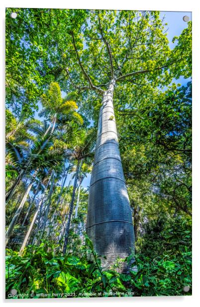 Cuip Tree Palm Trees Grove Honolulu Oahu Hawaii Acrylic by William Perry