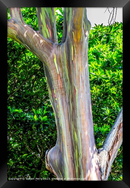 Colorful Rainbow Eucalyptus Gum Tree Honolulu Hawaii Framed Print by William Perry