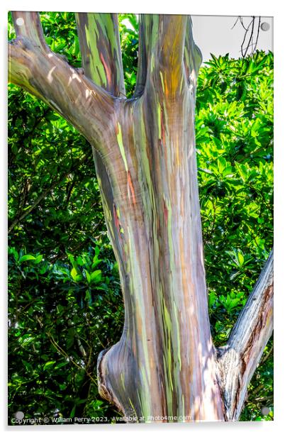 Colorful Rainbow Eucalyptus Gum Tree Honolulu Hawaii Acrylic by William Perry