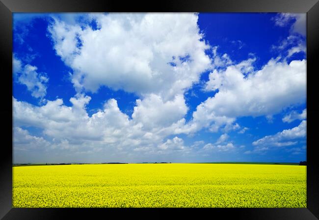 Yellow and Blue with Scattered Clouds Framed Print by Dave Reede