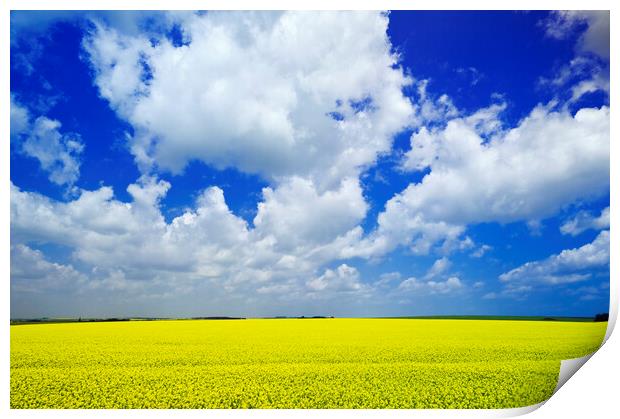 Yellow and Blue with Scattered Clouds Print by Dave Reede