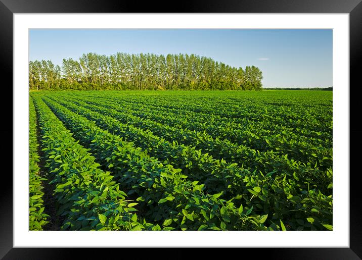 mid growth soybean field Framed Mounted Print by Dave Reede