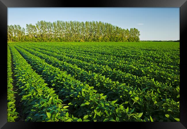 mid growth soybean field Framed Print by Dave Reede