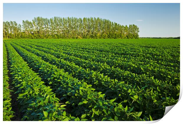 mid growth soybean field Print by Dave Reede