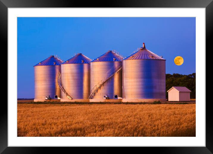 field of mature wheat/new grain bins Framed Mounted Print by Dave Reede