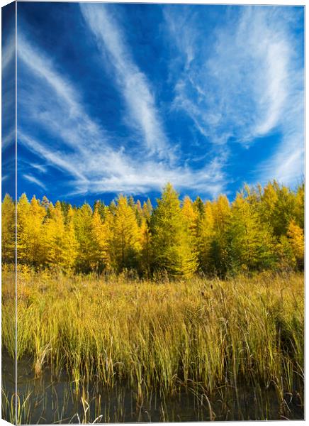 autumn colours on tamarack trees Canvas Print by Dave Reede