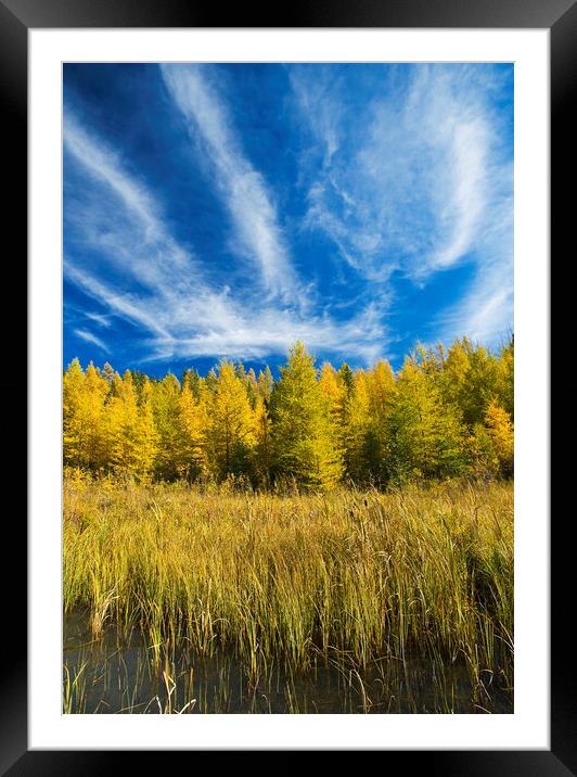 autumn colours on tamarack trees Framed Mounted Print by Dave Reede