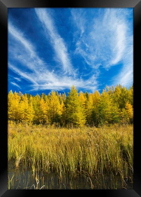 autumn colours on tamarack trees Framed Print by Dave Reede