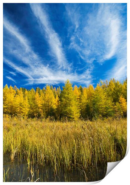 autumn colours on tamarack trees Print by Dave Reede