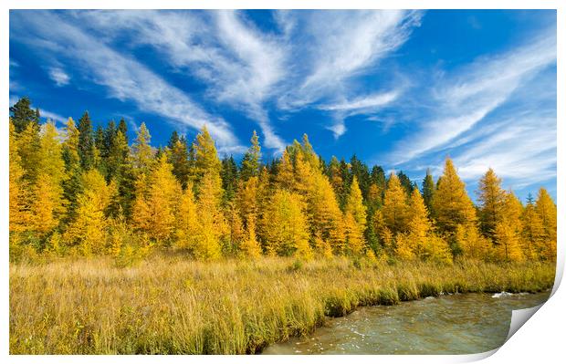 autumn colours on tamarack trees Print by Dave Reede