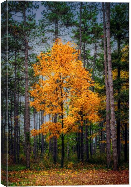 Yellow tree in the forest Canvas Print by Dejan Travica
