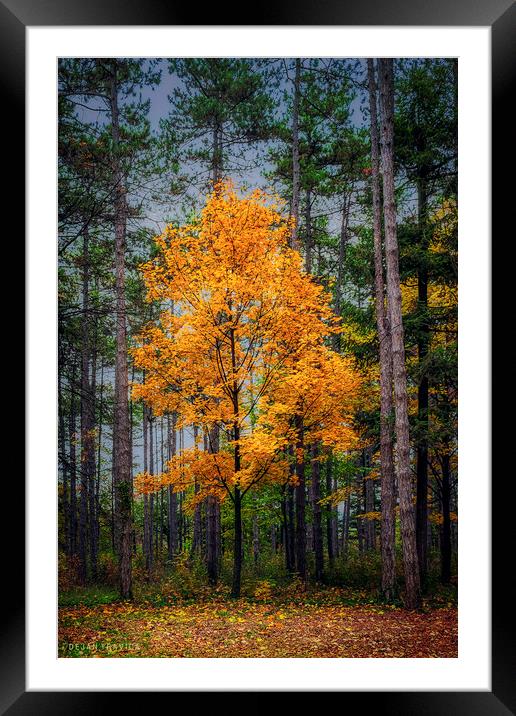 Yellow tree in the forest Framed Mounted Print by Dejan Travica