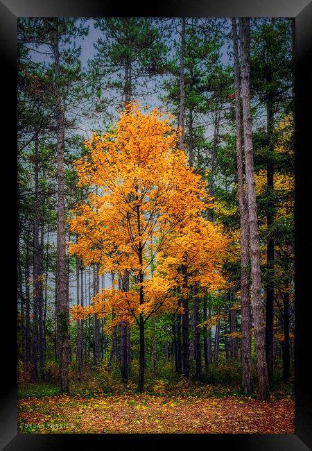 Yellow tree in the forest Framed Print by Dejan Travica