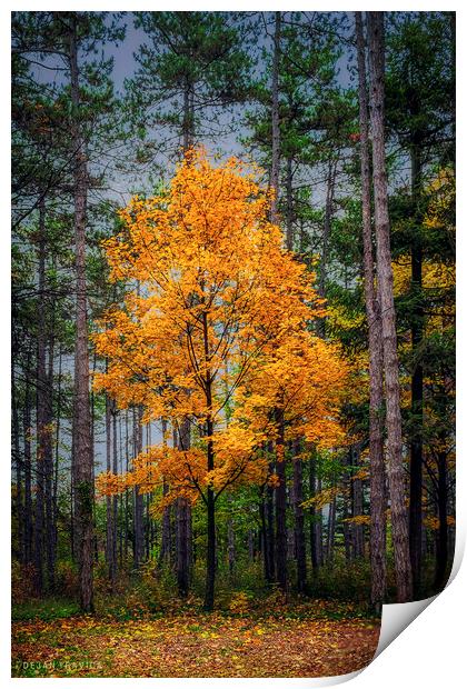 Yellow tree in the forest Print by Dejan Travica