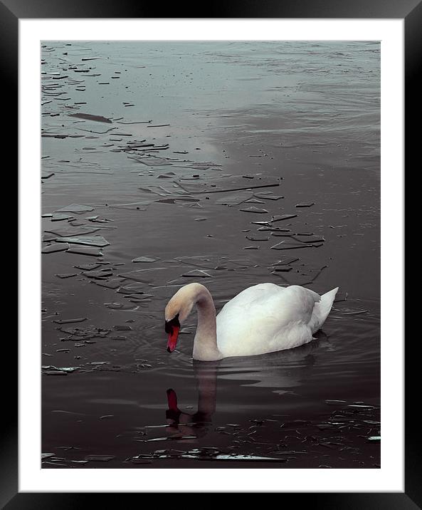 Swan Lake Framed Mounted Print by Darren Burroughs