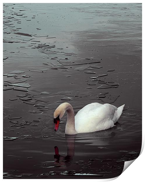 Swan Lake Print by Darren Burroughs