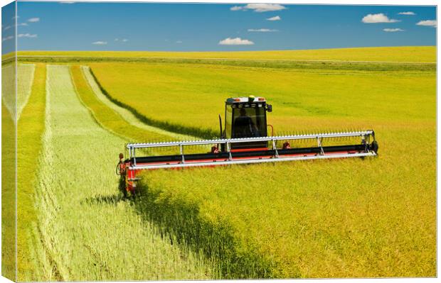 swathing a high yield canola field Canvas Print by Dave Reede