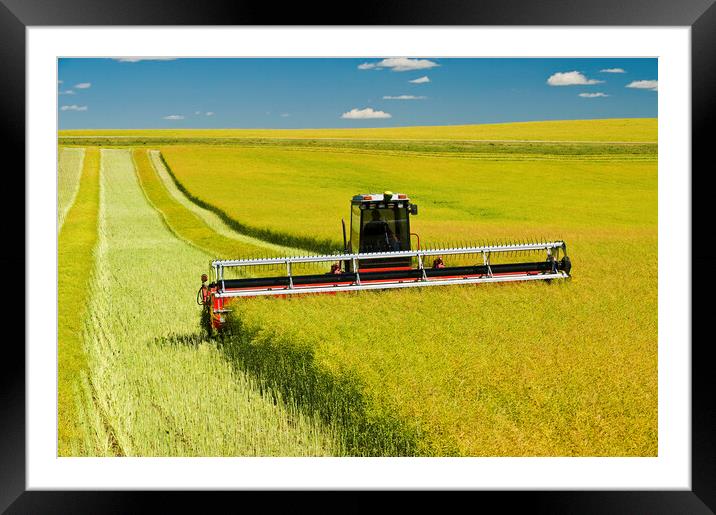 swathing a high yield canola field Framed Mounted Print by Dave Reede