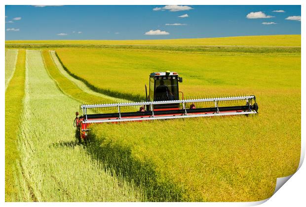 swathing a high yield canola field Print by Dave Reede