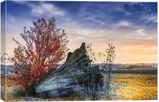 An old stump in the middle of the field Canvas Print by Dejan Travica