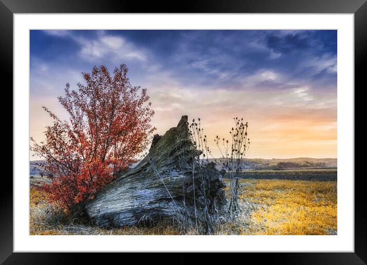 An old stump in the middle of the field Framed Mounted Print by Dejan Travica