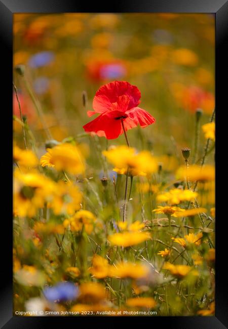 Plant flower Framed Print by Simon Johnson