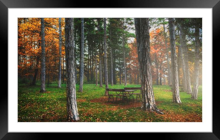 Bench in the woods Framed Mounted Print by Dejan Travica