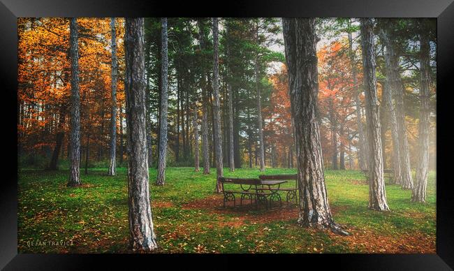 Bench in the woods Framed Print by Dejan Travica