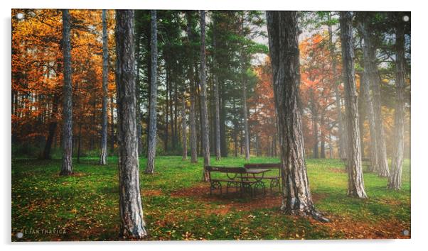 Bench in the woods Acrylic by Dejan Travica