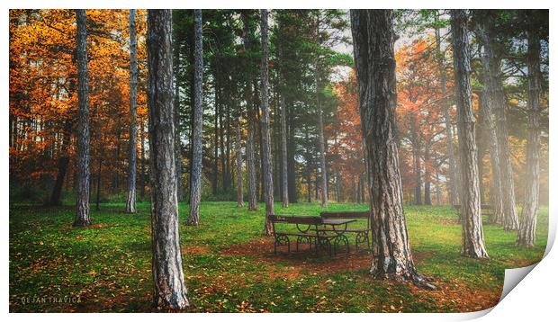 Bench in the woods Print by Dejan Travica