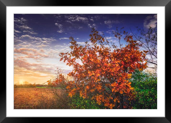 Autumn leaves on an oak branch Framed Mounted Print by Dejan Travica