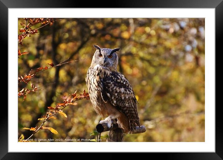 Short Eared Owl  Framed Mounted Print by James Allen