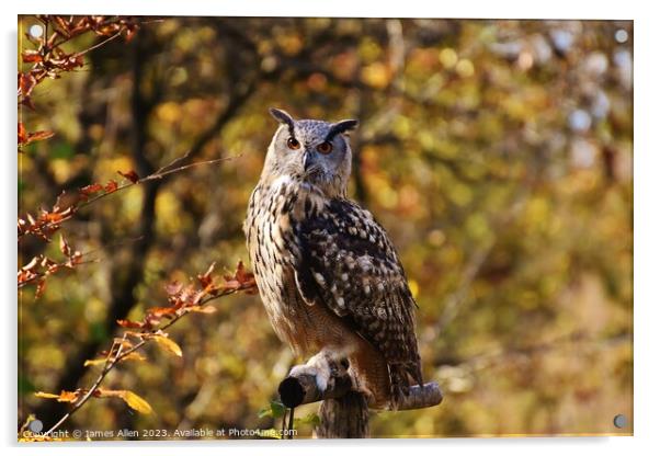 Short Eared Owl  Acrylic by James Allen