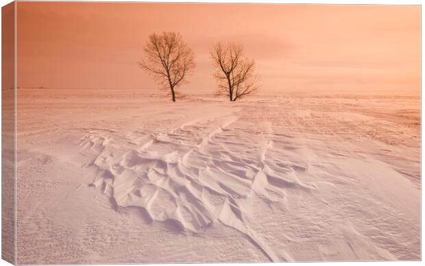 Resiience in the cold Canvas Print by Dave Reede