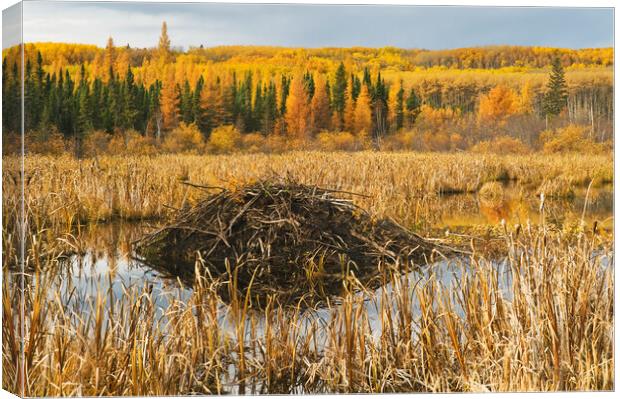 Beaver lodge Canvas Print by Dave Reede