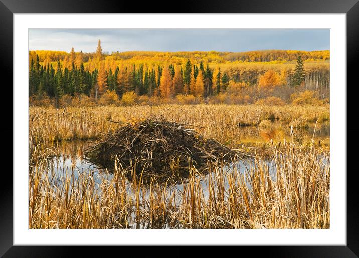 Beaver lodge Framed Mounted Print by Dave Reede