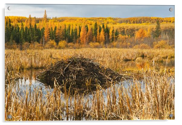 Beaver lodge Acrylic by Dave Reede