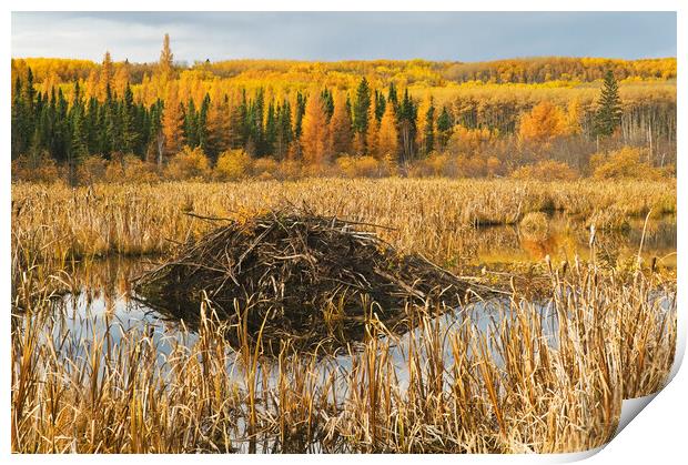 Beaver lodge Print by Dave Reede