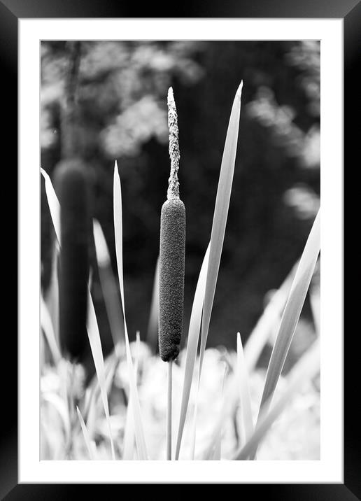 Reed Framed Mounted Print by Glen Allen