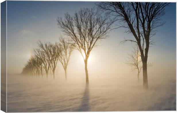 blowing snow, shelterbelt Canvas Print by Dave Reede