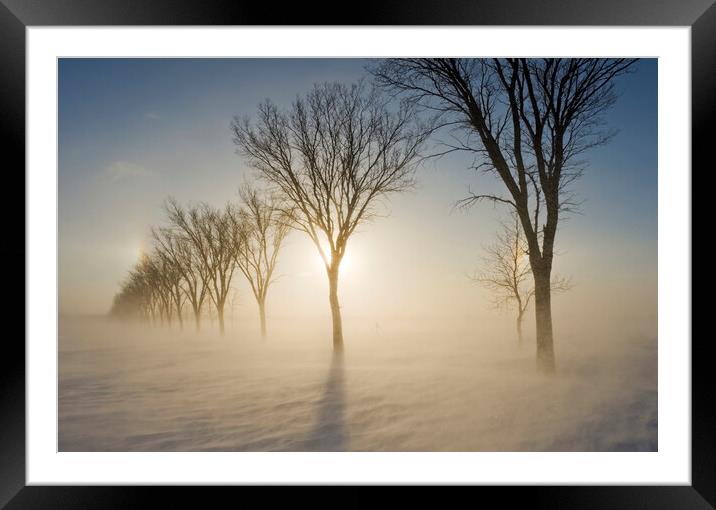 blowing snow, shelterbelt Framed Mounted Print by Dave Reede