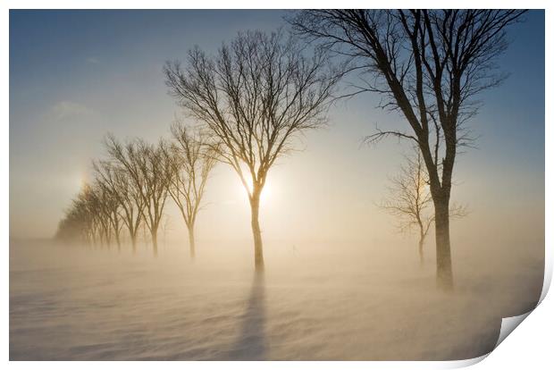 blowing snow, shelterbelt Print by Dave Reede
