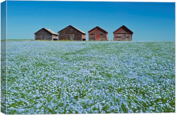 flowering flax field with old grain bins in the background Canvas Print by Dave Reede