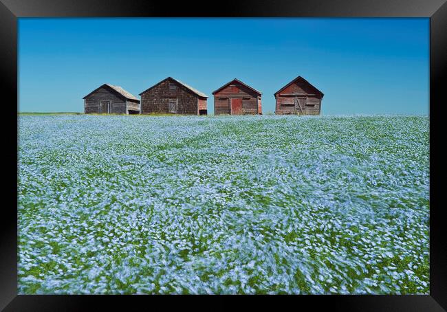 flowering flax field with old grain bins in the background Framed Print by Dave Reede