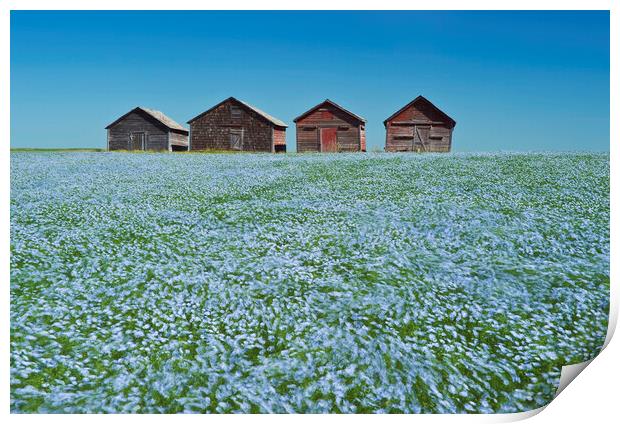 flowering flax field with old grain bins in the background Print by Dave Reede